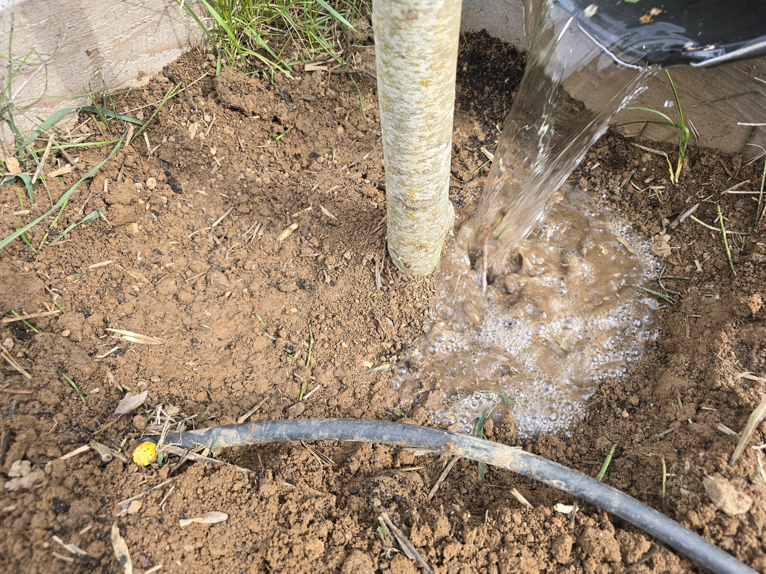 Cerisier Bigarreau Summit planté dans le potager d'Auriol, arrosage abondant juste après plantation