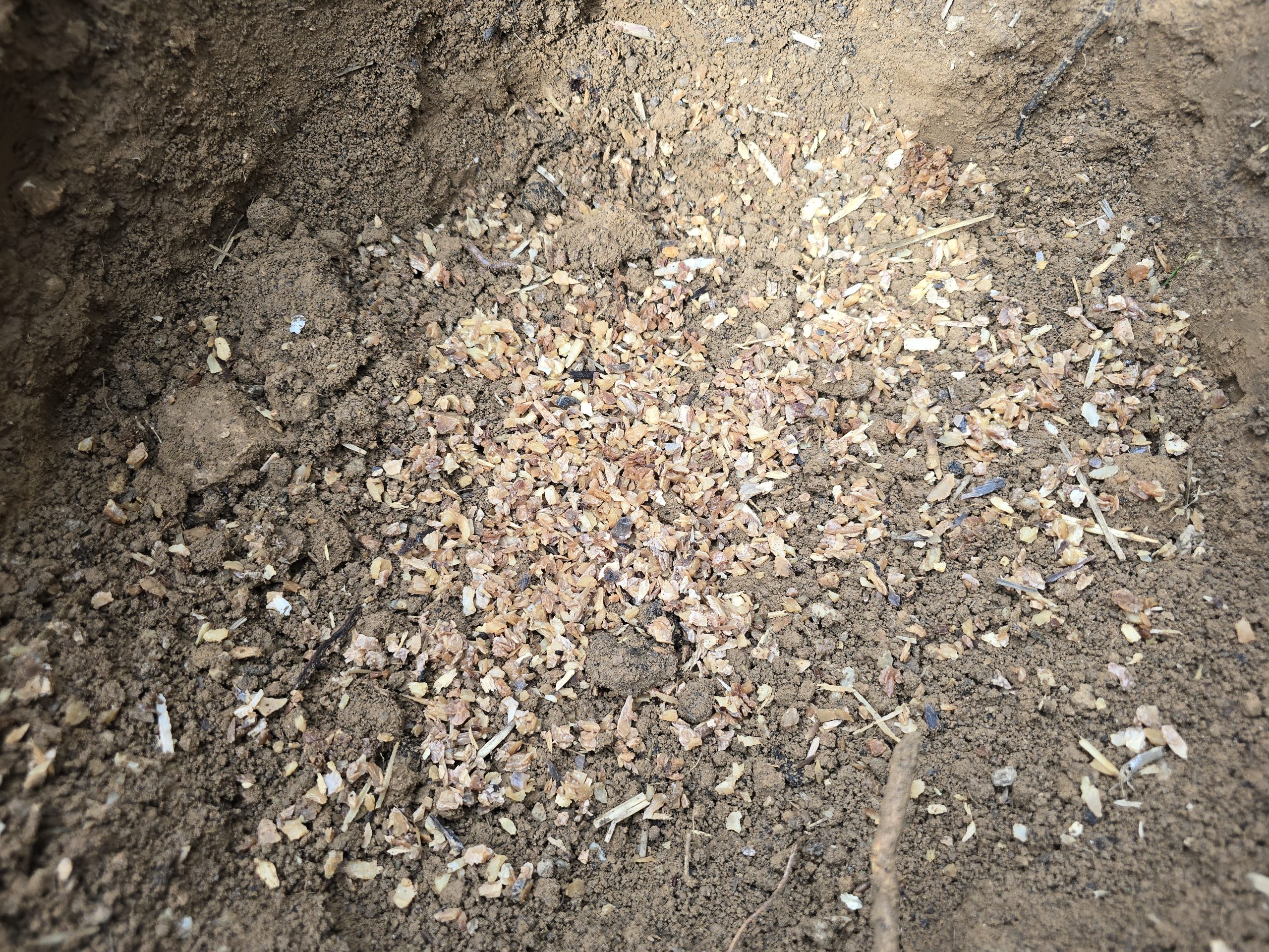 Fond du trou de plantation d'un cerisier avec corne broyée mélangée à la terre argilo-calcaire