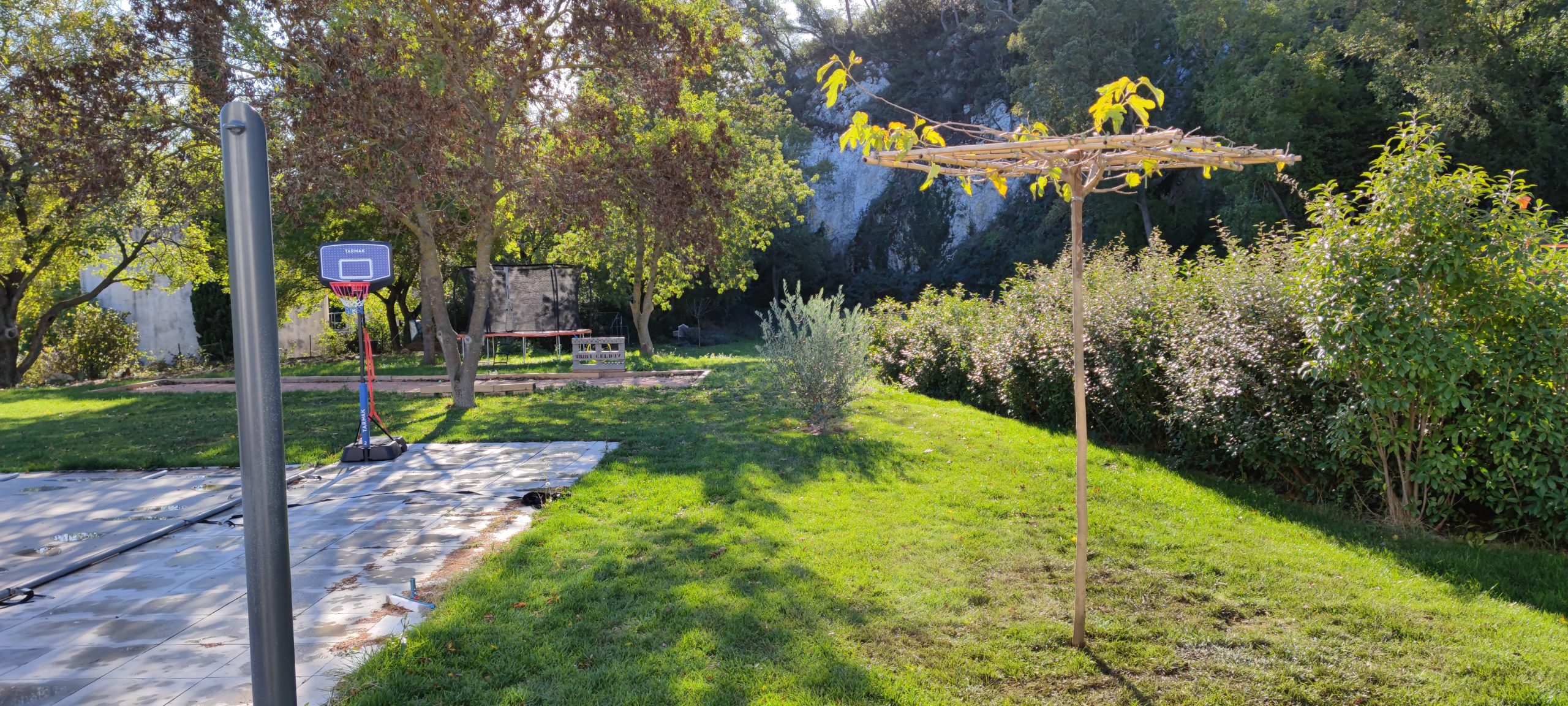 Jeune mûrier platane palissé à l'horizontale sur bambous croisés devant une terrasse plein sud à Auriol