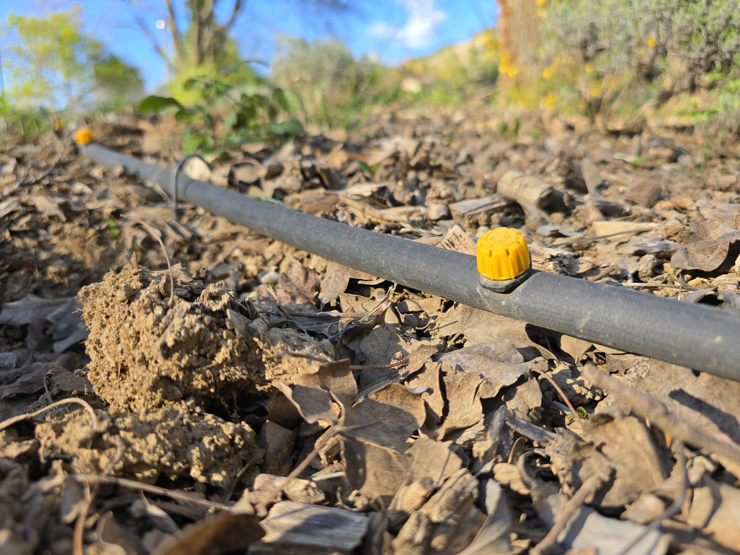 Système d'arrosage goutte à goutte installé dans un jardin méditerranéen à Auriol