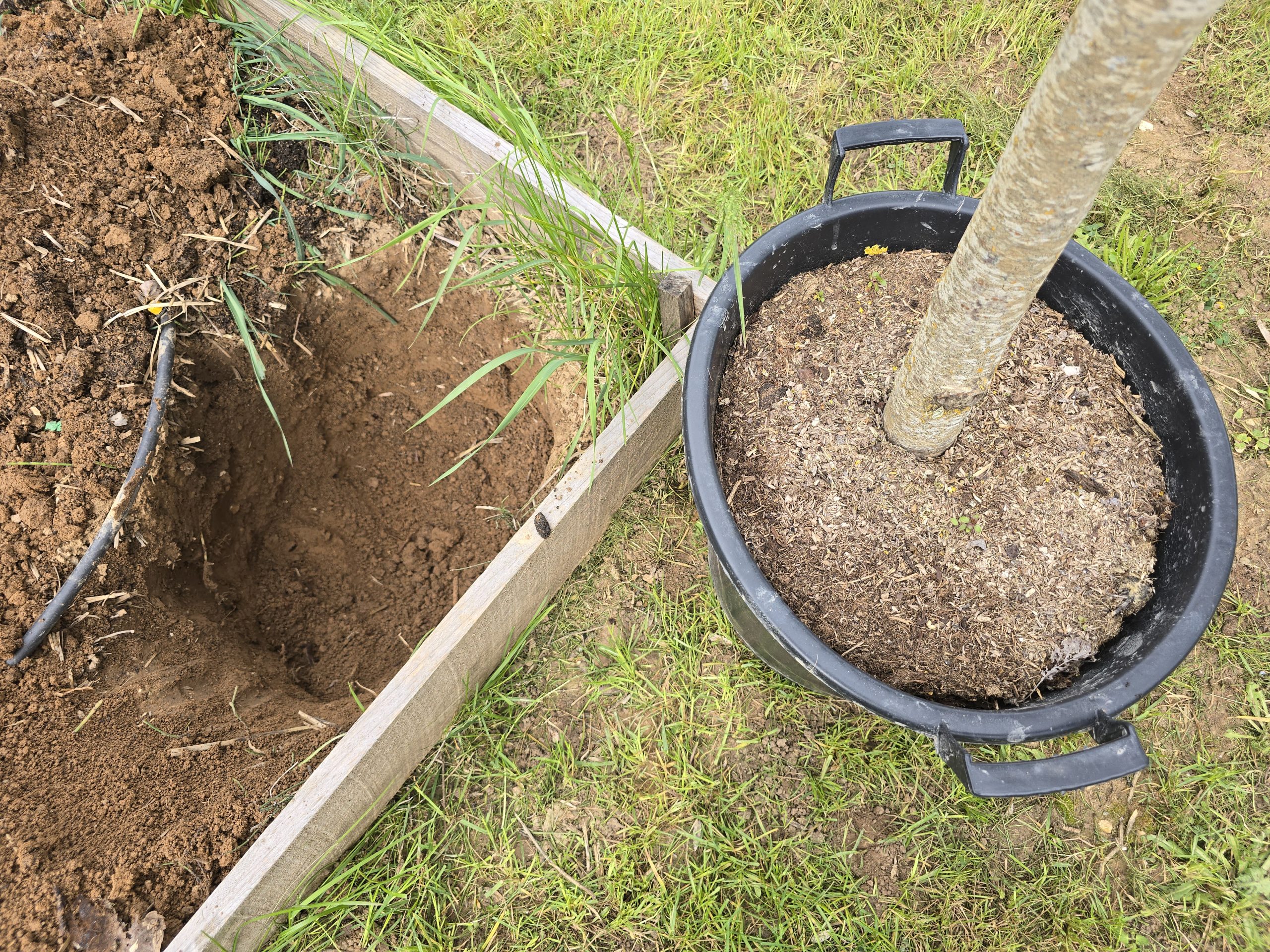 Trou de plantation d'un cerisier avec le pot d'origine posé à côté pour montrer les dimensions, jardin potager Auriol