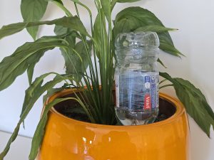 Arrosage goutte à goutte fait maison avec une bouteille en plastique retournée dans la terre
