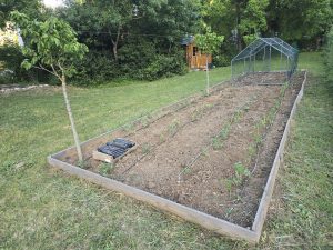 Vue d'ensemble du potager avec système d'arrosage goutte à goutte en place — rangs de légumes et tuyaux au sol