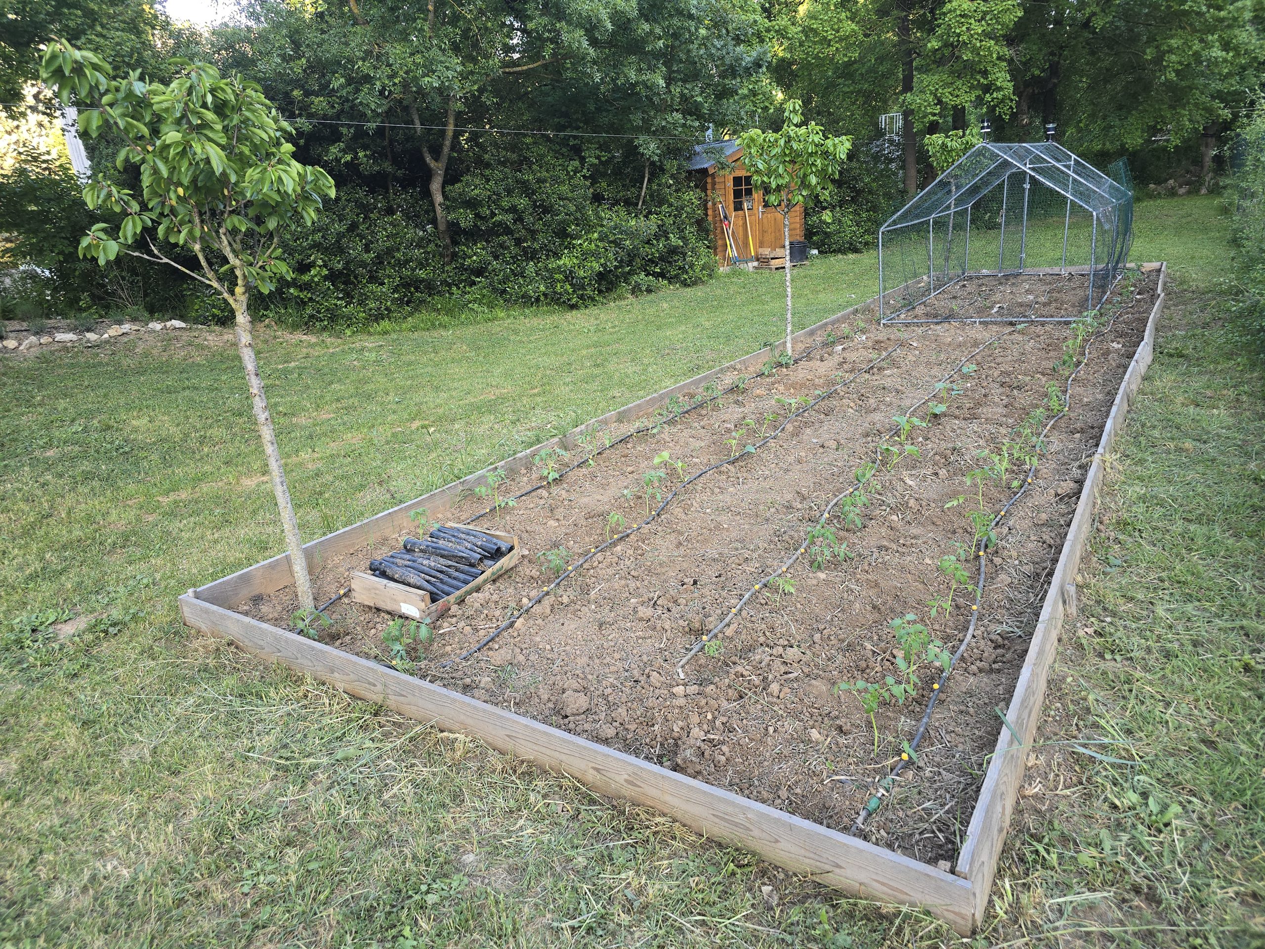 Vue d'ensemble du potager avec système d'arrosage goutte à goutte en place — rangs de légumes et tuyaux au sol
