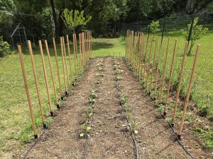 Potager méditerranéen au printemps avec semis et plants en cours