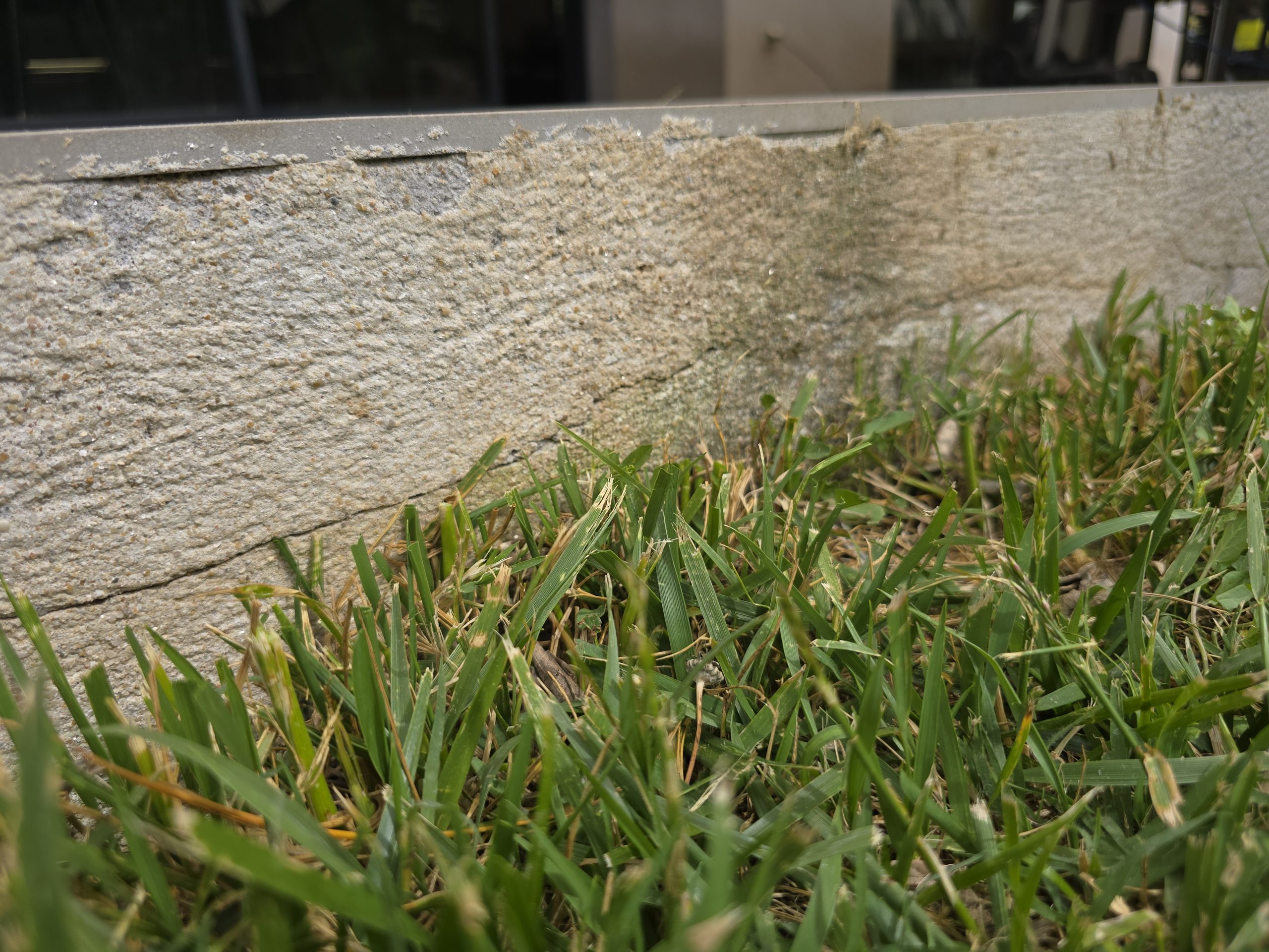 Bordure de pelouse fraîchement coupée au coupe-bordure STIHL FSA 57 — finition nette le long d'une allée