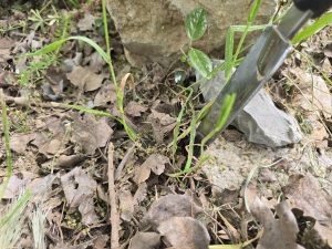 Désherbage manuel au désherbeur Fiskars XACT dans un massif de jardin méditerranéen à Auriol