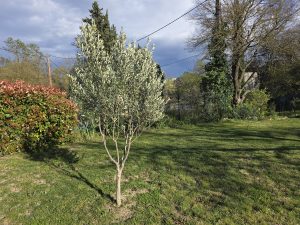 Olivier en pleine terre dans un jardin méditerranéen à Auriol — entretien au printemps