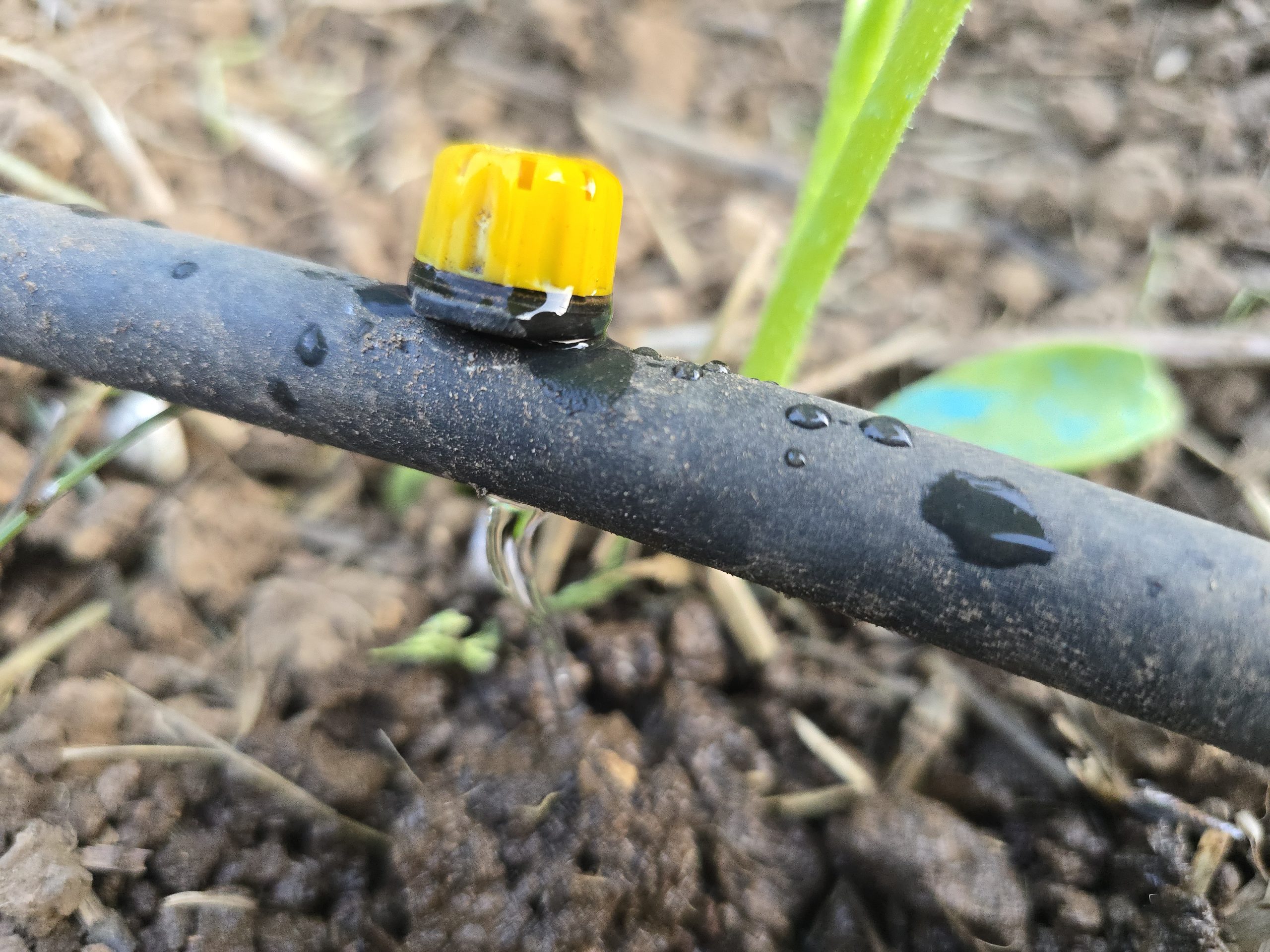 Goutteur en action au pied d'un plant de tomate — eau qui s'écoule directement à la base du plant
