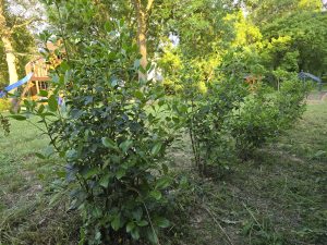 Haie laurier tin en développement le long d'une limite de propriété à Auriol — 20 mètres plantés à 80 cm d'espacement