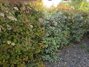 Haie mixte photinia eleagnus en alternance dans un jardin à Auriol — brise-vue naturel dense de 2,20m
