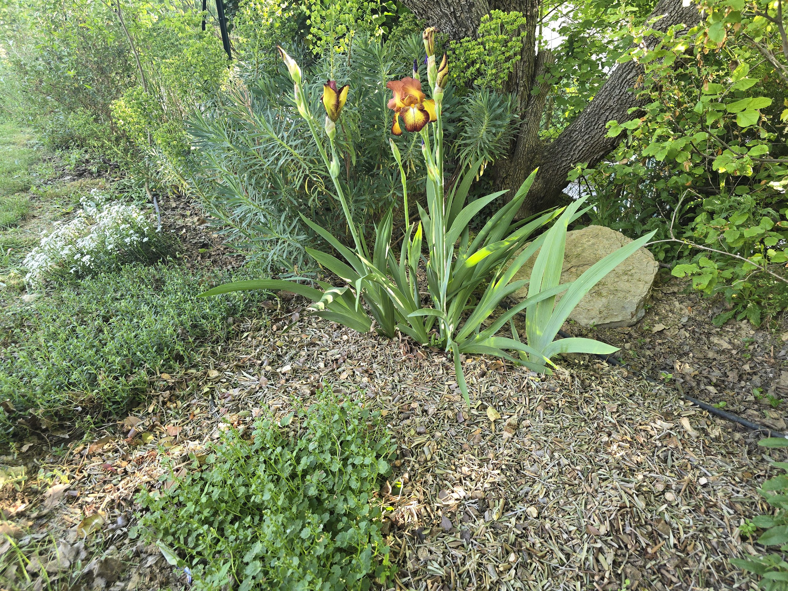 Paillage au jardin dans le Sud — vue d'ensemble d'un jardin méditerranéen paillé