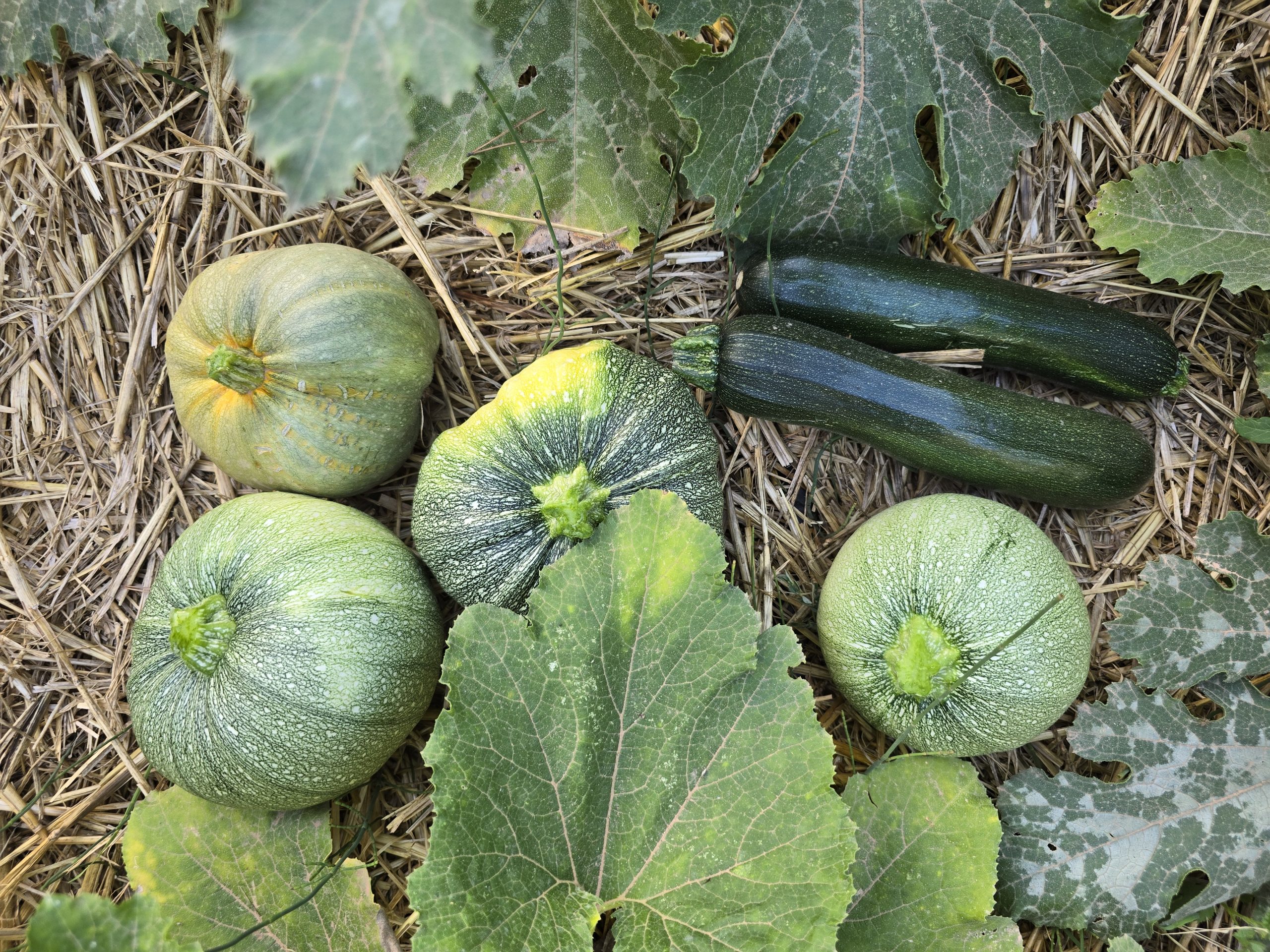 Paille compressée au potager — 2 bottes suffisent pour couvrir 30 m² dans le Sud
