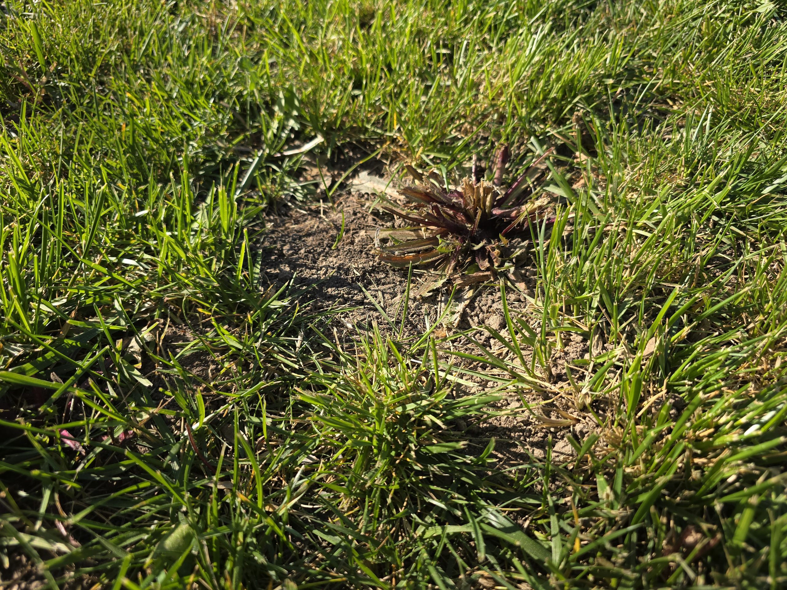 Pelouse verte avec zone morte et terre nue après l'été, jardin méditerranéen à Auriol