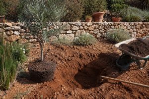 Plantation d'un olivier en pleine terre dans un jardin méditerranéen — trou de plantation préparé