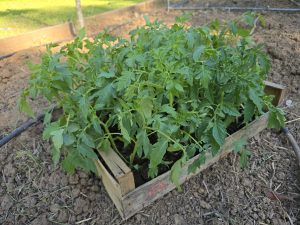 Plants de tomates variétés anciennes achetés en pépinière — coeur de boeuf, noire de Crimée, ananas, Supersteak