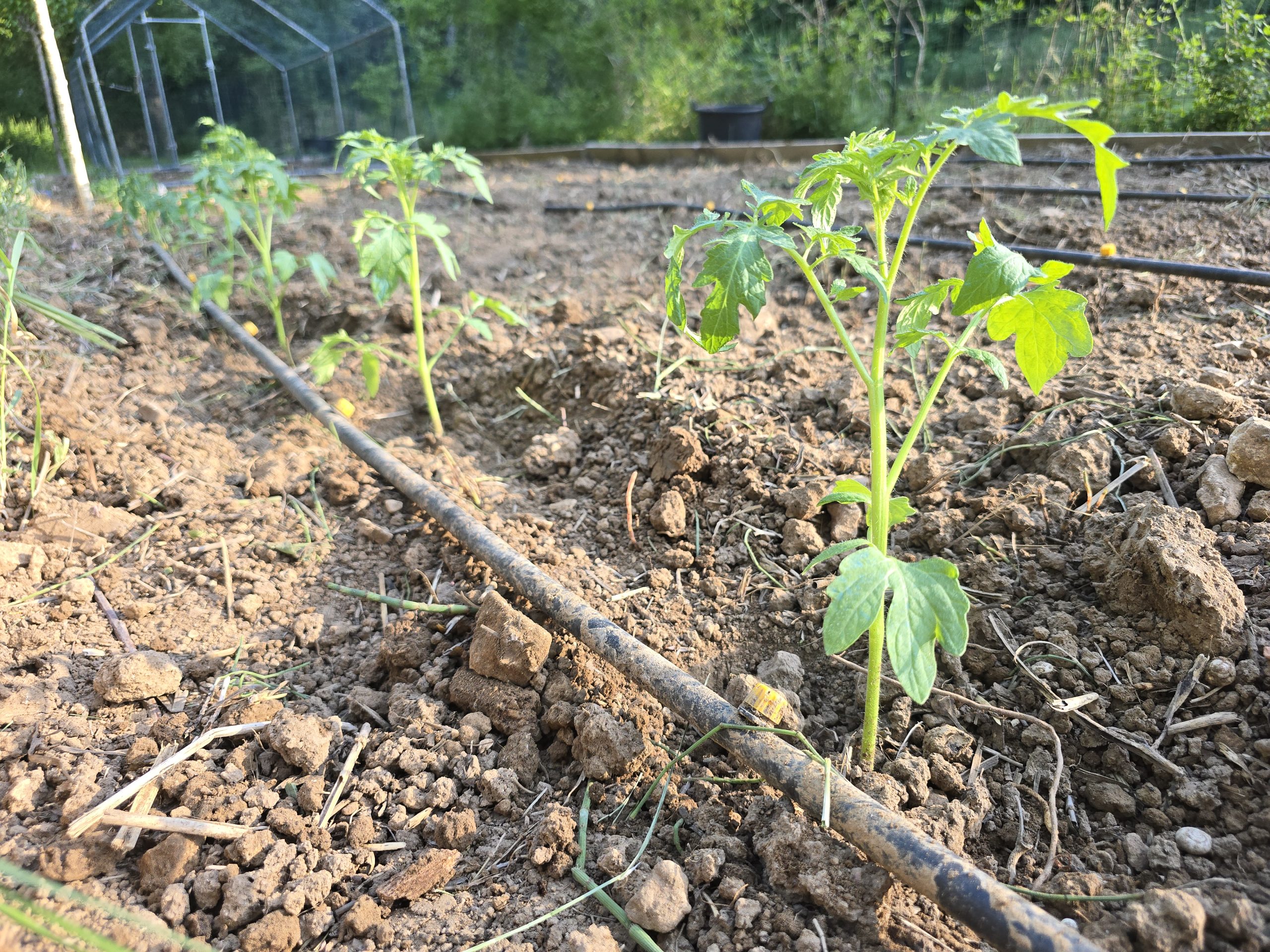 Rang de plants de tomates avec tuyau d'arrosage goutte à goutte et goutteurs au pied de chaque plant