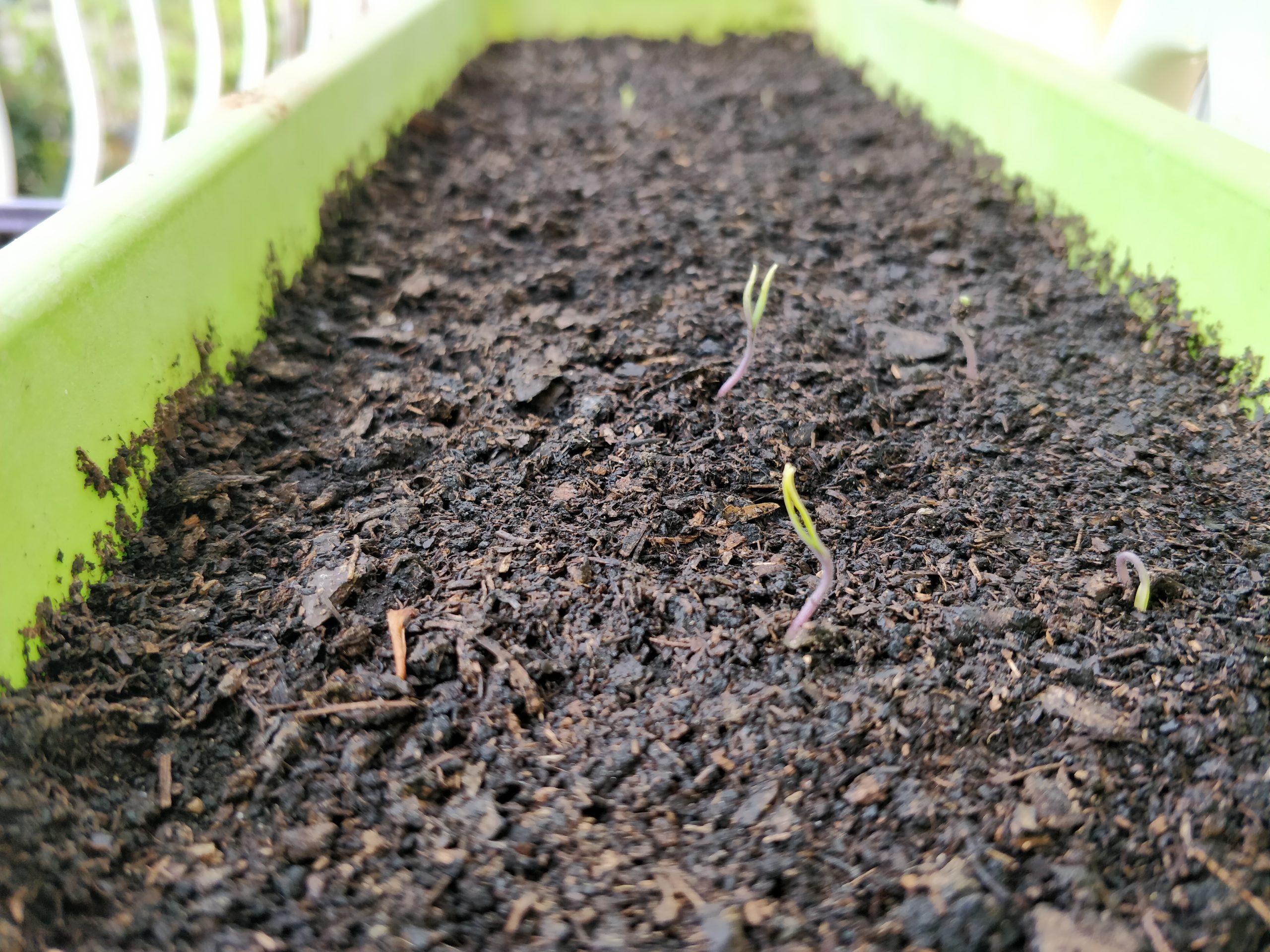 Semis de tomates en godets ou plants repiqués dans un potager méditerranéen en mars-avril