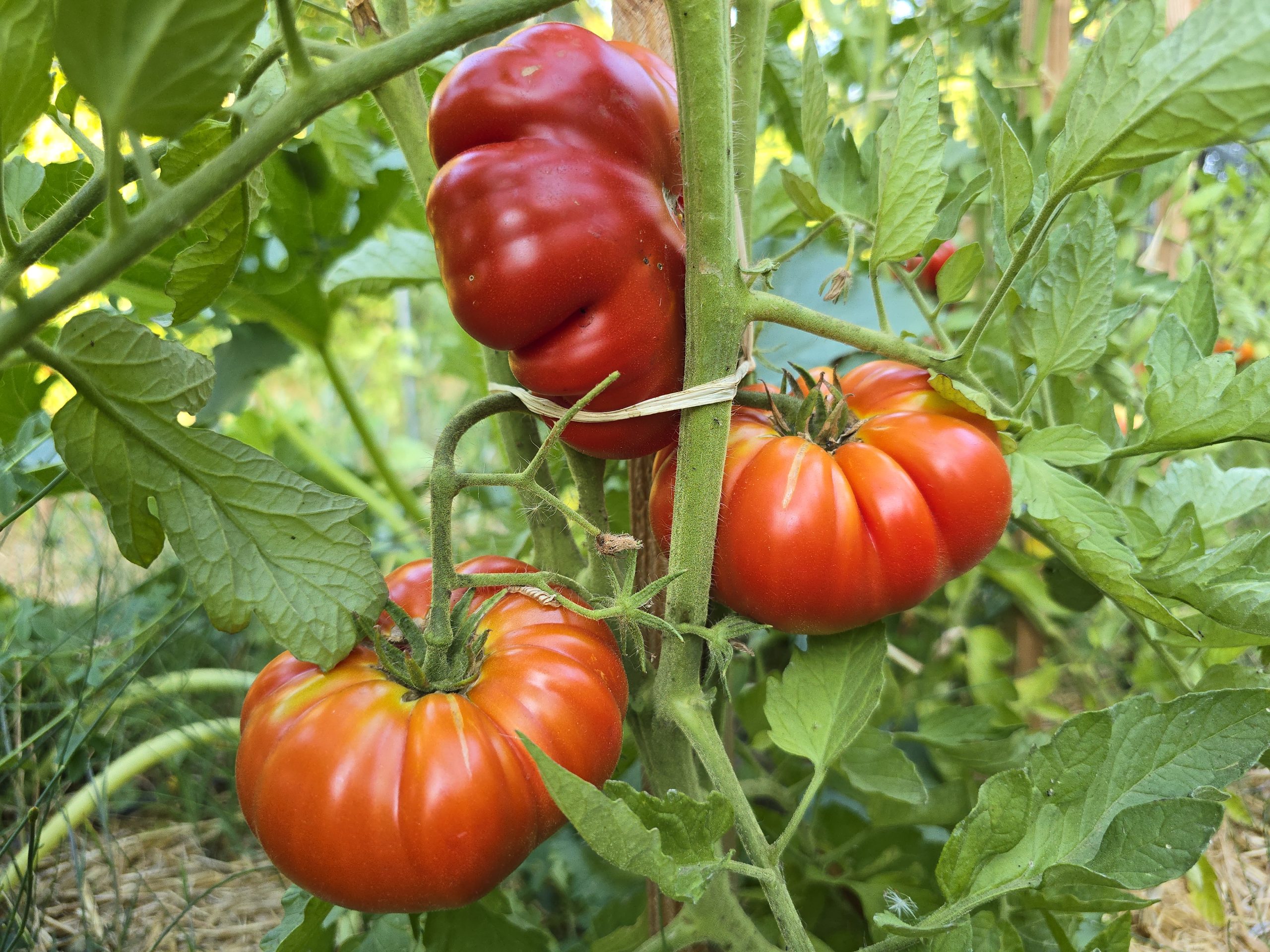 Tomate Supersteak cultivée au goutte à goutte dans le potager méditerranéen à Auriol