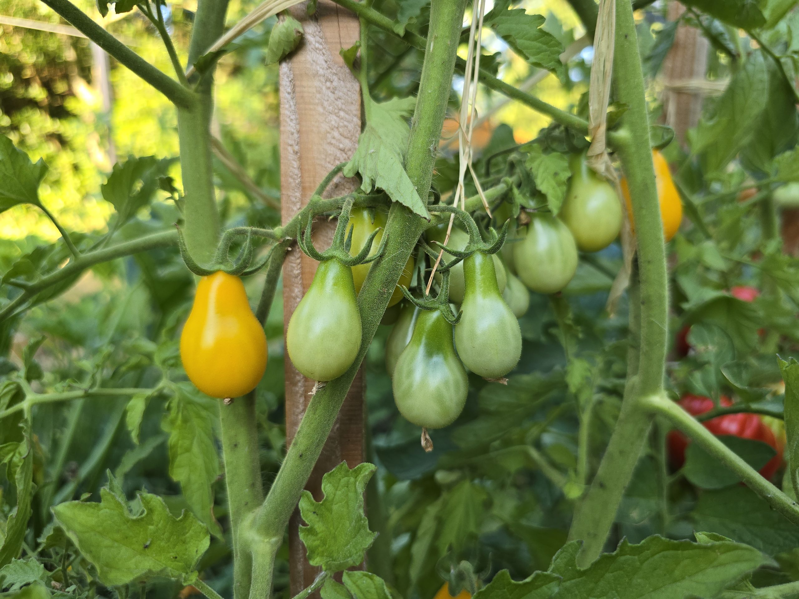 Tomates poire jaunes sur pied à Auriol, fruits mûrs et en cours de maturation sur la même grappe