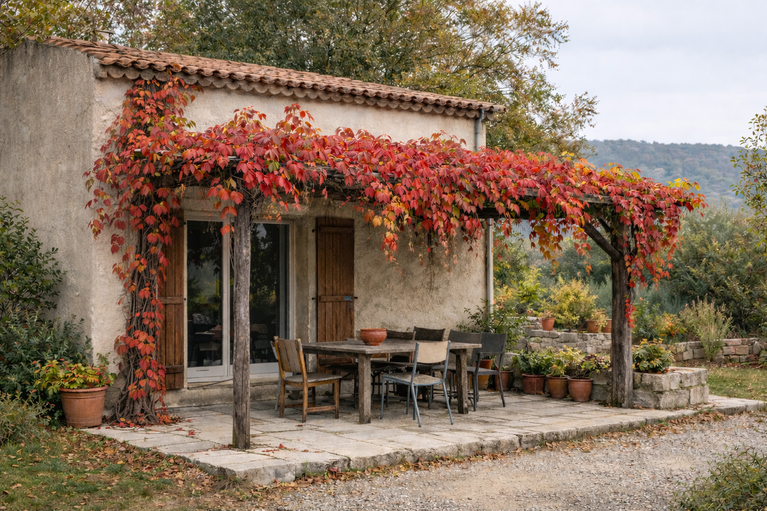 Vigne vierge avec feuillage rouge vif en automne avant la chute des feuilles — tonnelle ou mur
