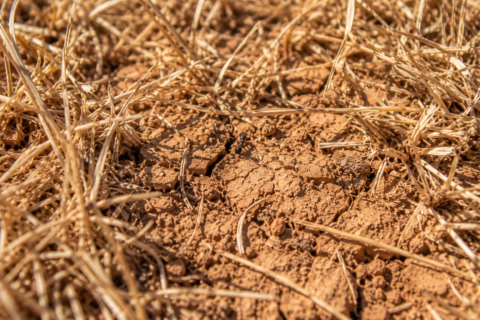 Zone de gazon morte sur partie exposée au soleil après période de restriction d'eau dans le Sud