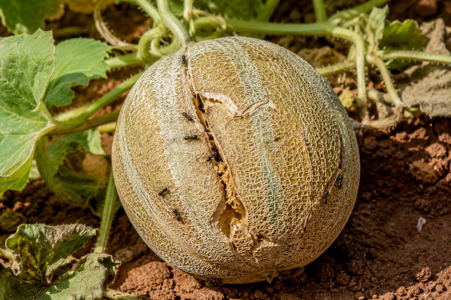 Melon charentais fissuré avec fourmis — fissures dues à un arrosage irrégulier en été dans le Sud