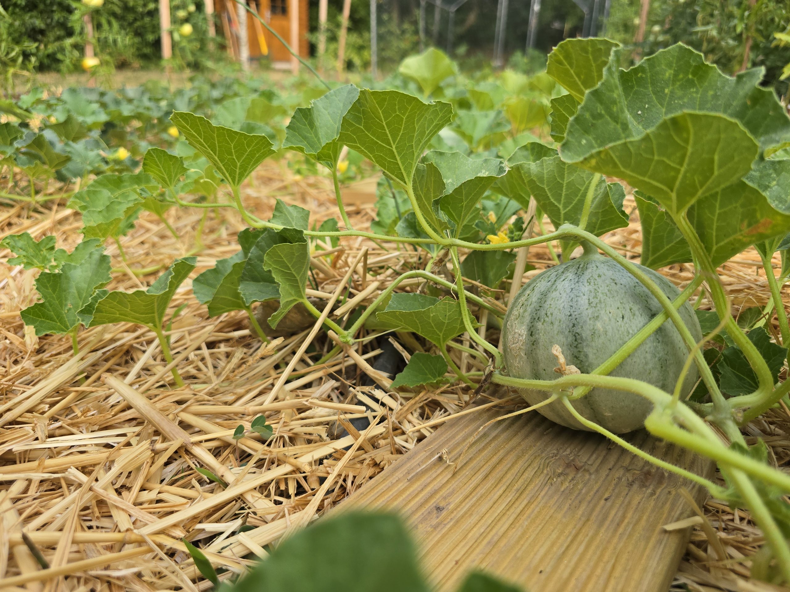 Plants de melon charentais et pastèque Sugar Baby en pleine terre dans un potager méditerranéen à Auriol