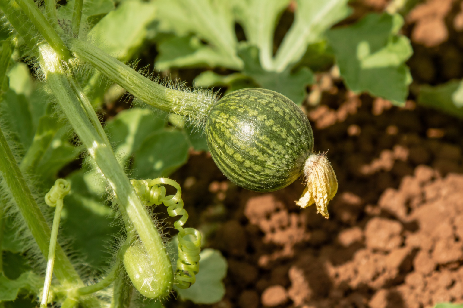 Pastèque Sugar Baby en cours de développement dans un potager méditerranéen — fruit noué sur la plante