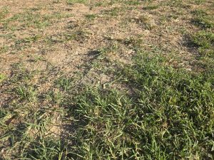 Pelouse méditerranéenne en été à Auriol — zones vertes arrosées et zones jaunies sans arrosage visibles