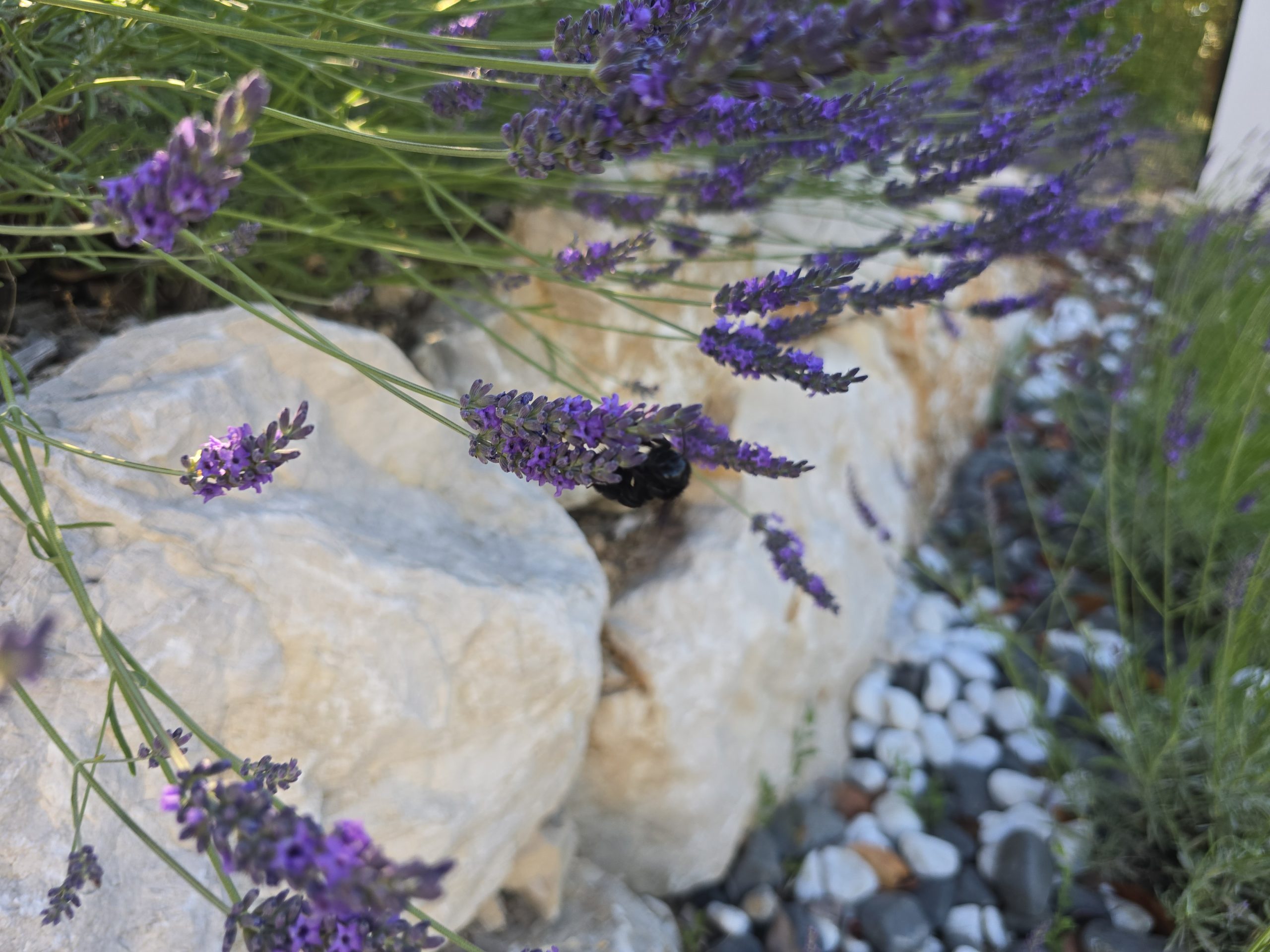 Abeille charpentière noire butinant une fleur de lavande dans le jardin à Auriol