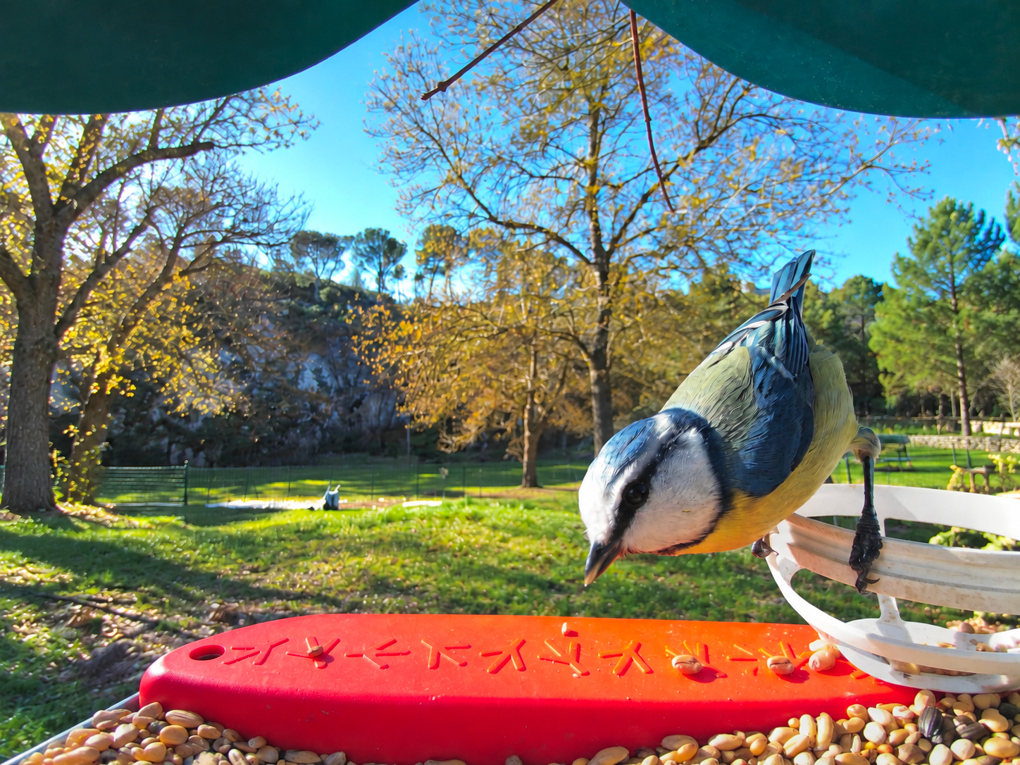 Mésange bleue posée sur la mangeoire du jardin