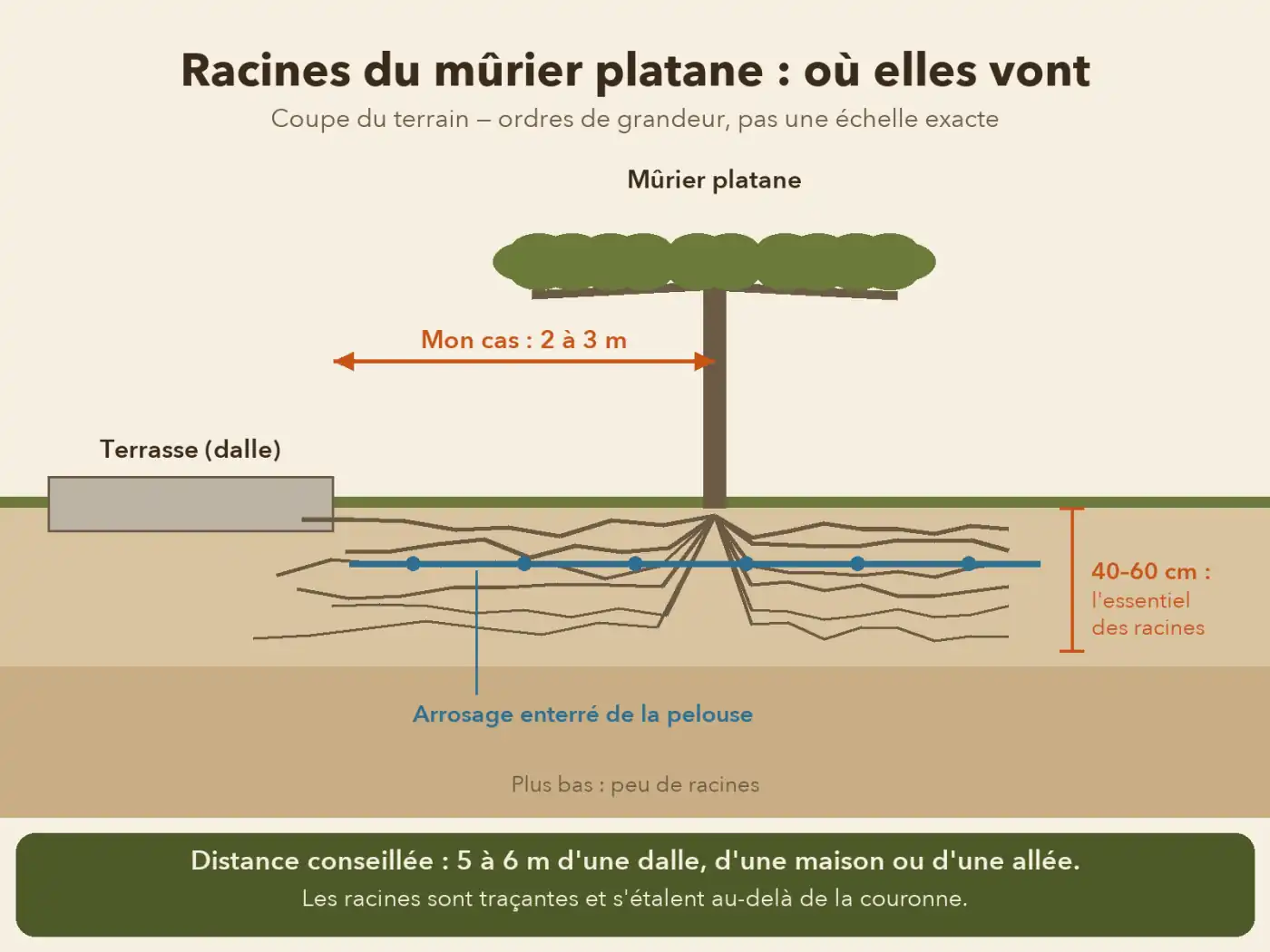 Coupe de terrain montrant les racines traçantes d’un mûrier platane dans les 40 à 60 premiers centimètres, près d’une terrasse et d’un arrosage enterré
