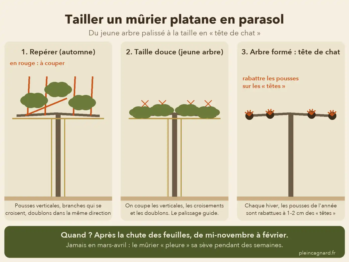 Schéma en trois étapes de la taille d’un mûrier platane en parasol, du jeune arbre palissé à la taille en tête de chat
