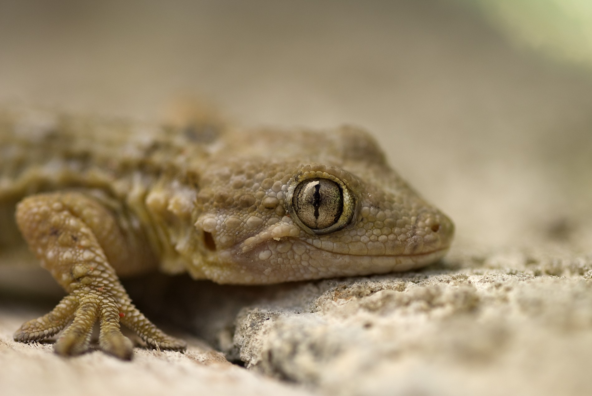 Tarente (gecko) immobile sur un mur en pierre en été à Auriol