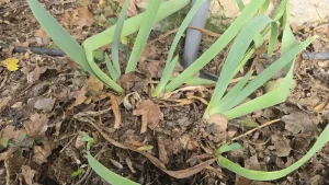 Touffe d’iris barbus serrée avant division, feuilles en éventail, paillis de feuilles mortes et goutte-à-goutte