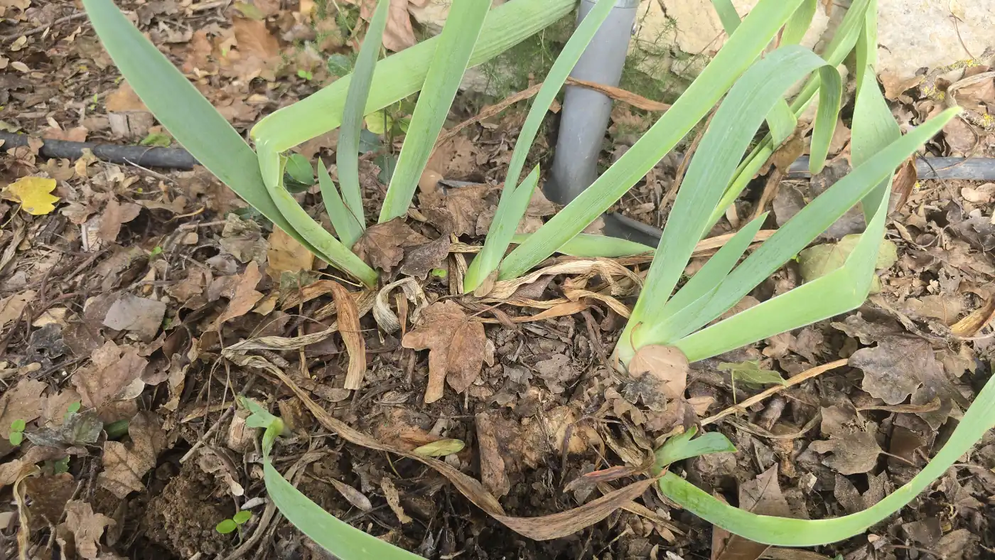Touffe d’iris barbus serrée avant division, feuilles en éventail, paillis de feuilles mortes et goutte-à-goutte