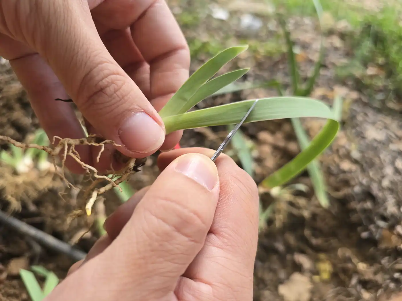 Mains raccourcissant aux ciseaux les feuilles d’un éclat d’iris