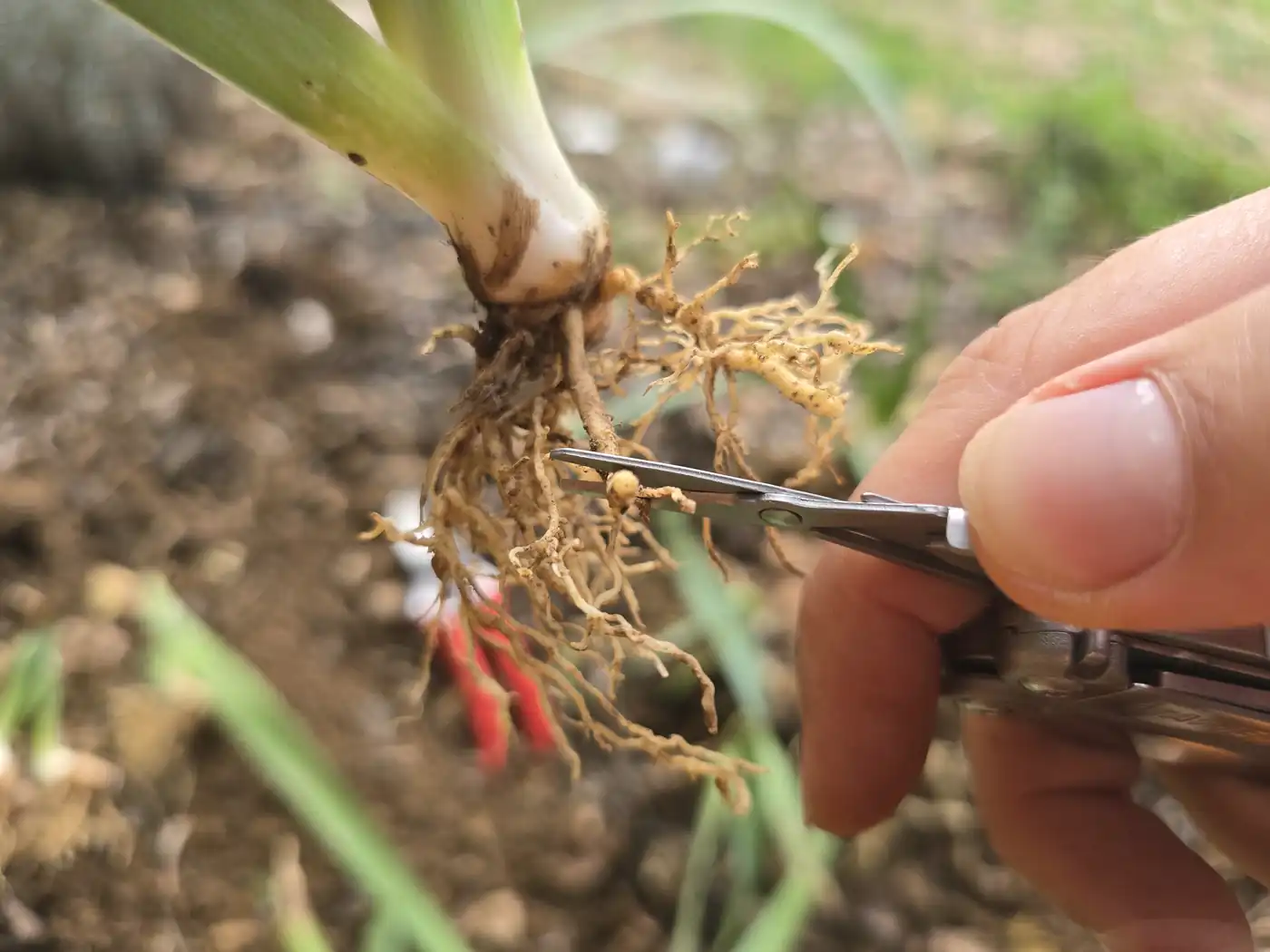 Main coupant aux ciseaux les racines d’un éclat de rhizome d’iris