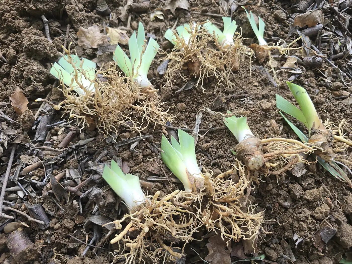 Sept éclats d’iris préparés, racines et feuilles raccourcies, posés sur la terre