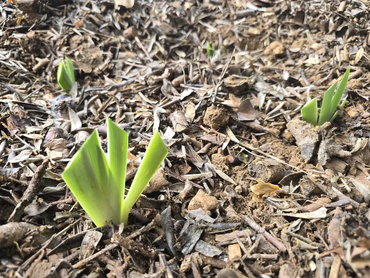 Jeunes éventails d’iris replantés qui sortent du paillis