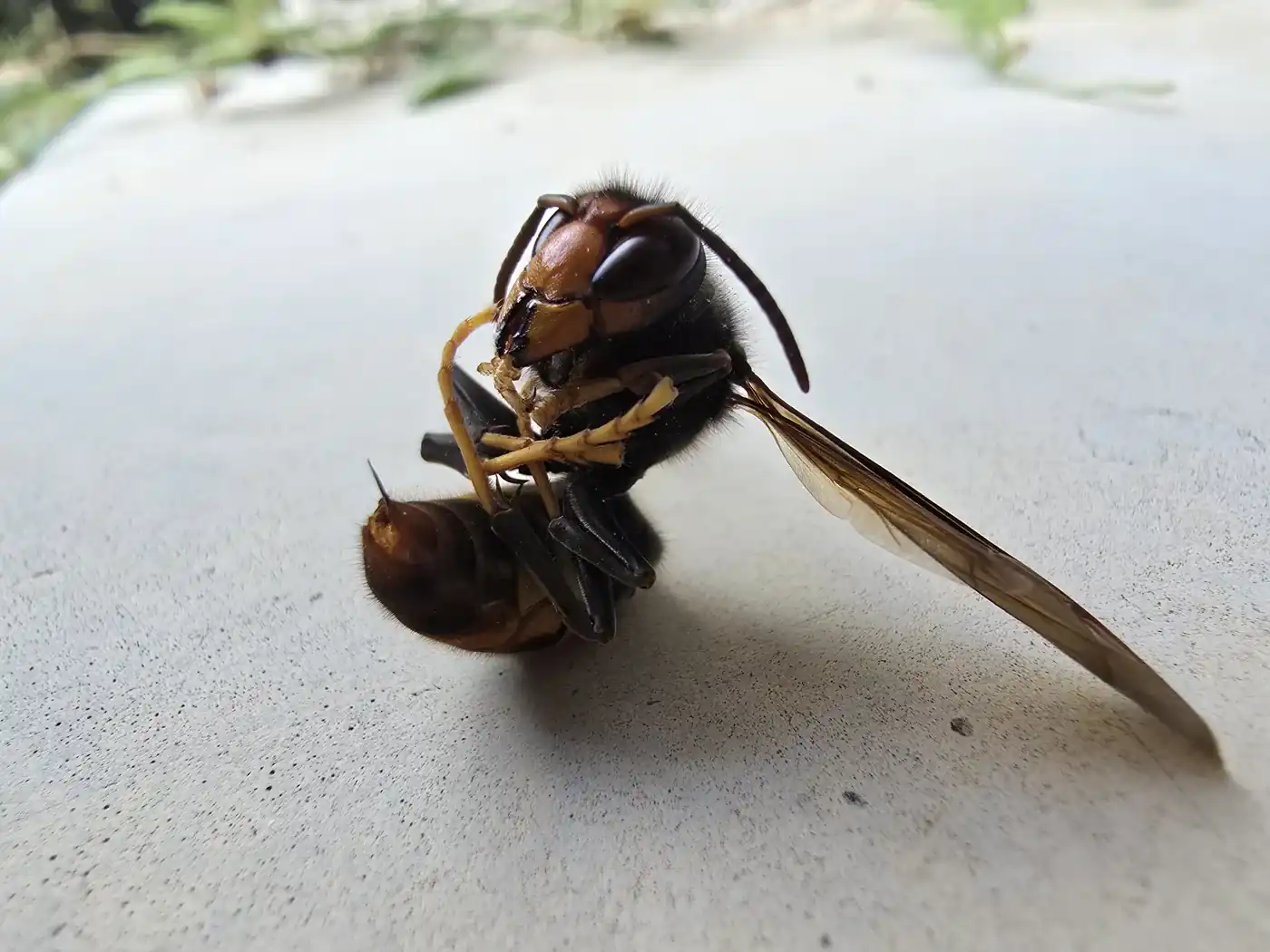 Frelon asiatique mort vu de profil : tête orange, thorax noir, pattes jaunes à l’extrémité