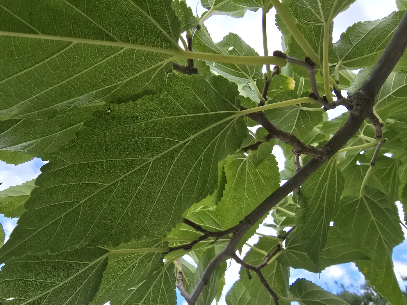 Grandes feuilles dentées de mûrier platane vues du dessous, à contre-jour