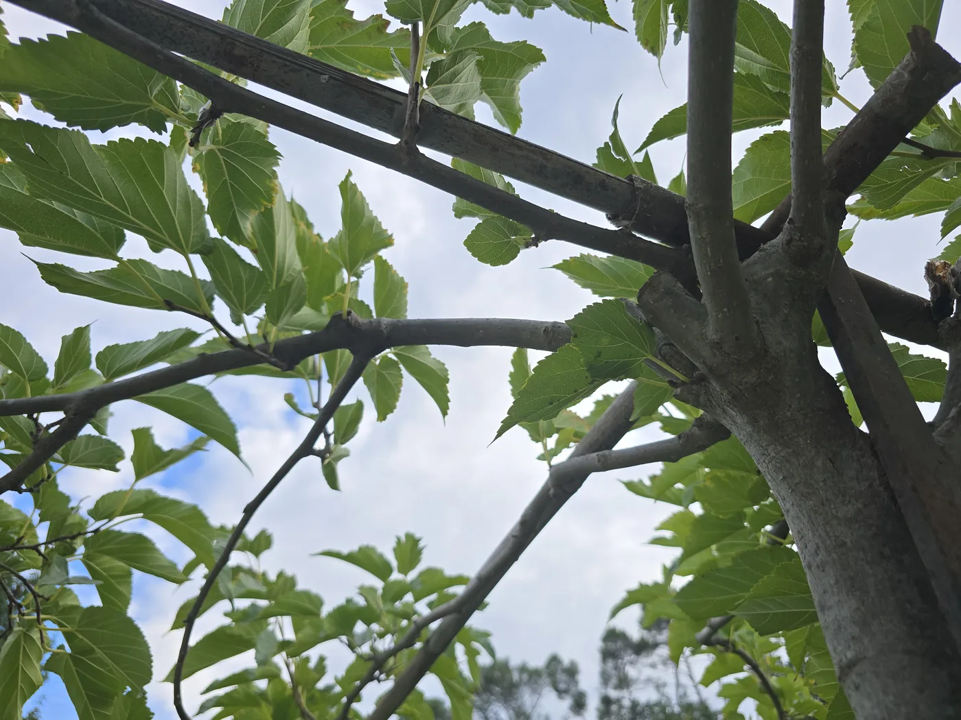 Branches de mûrier platane attachées à un cadre en bambou, vues du dessous
