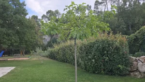 Jeune mûrier platane taillé en parasol au milieu d’une pelouse, devant une haie de photinias