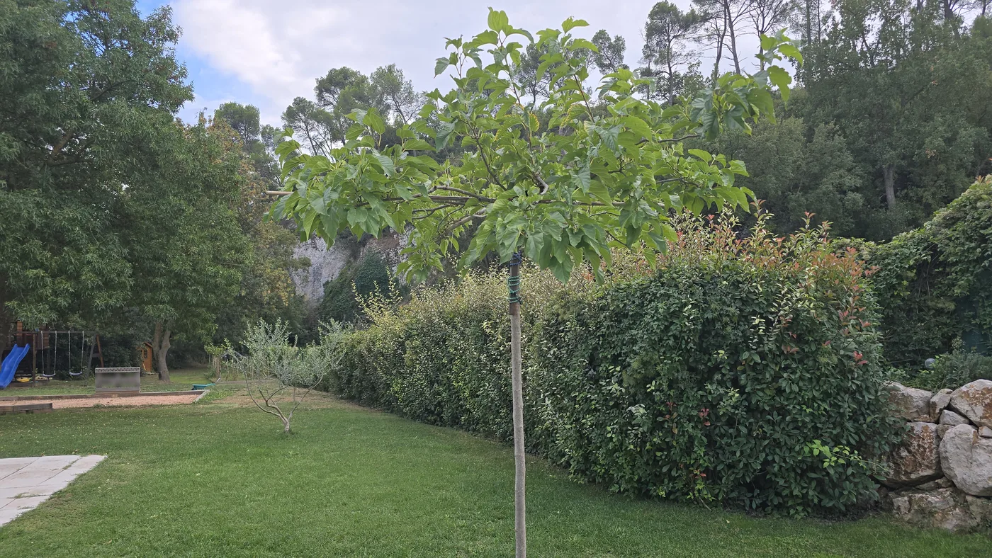 Jeune mûrier platane taillé en parasol au milieu d’une pelouse, devant une haie de photinias