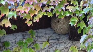 Nid secondaire de frelon asiatique, boule de papier grise, à demi caché sous une vigne vierge qui rougit à l’automne