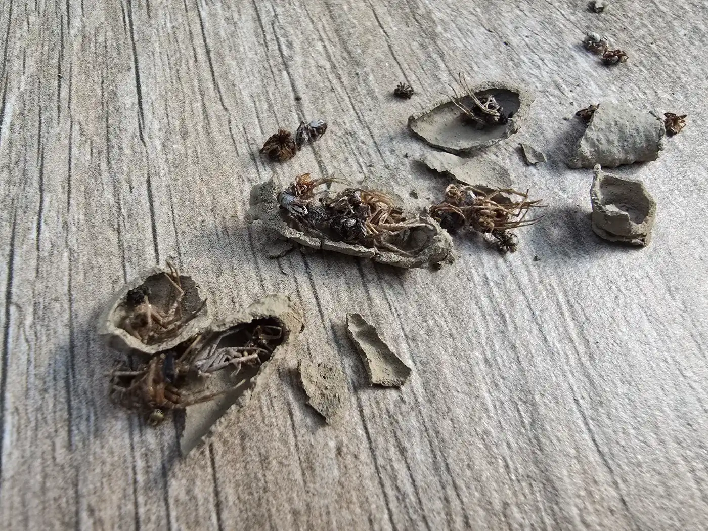 Nid de guêpe maçonne cassé au sol, montrant les araignées paralysées stockées à l’intérieur