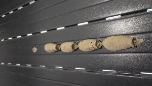 Cellules de terre d’un nid de guêpe maçonne alignées dans une rainure de volet roulant