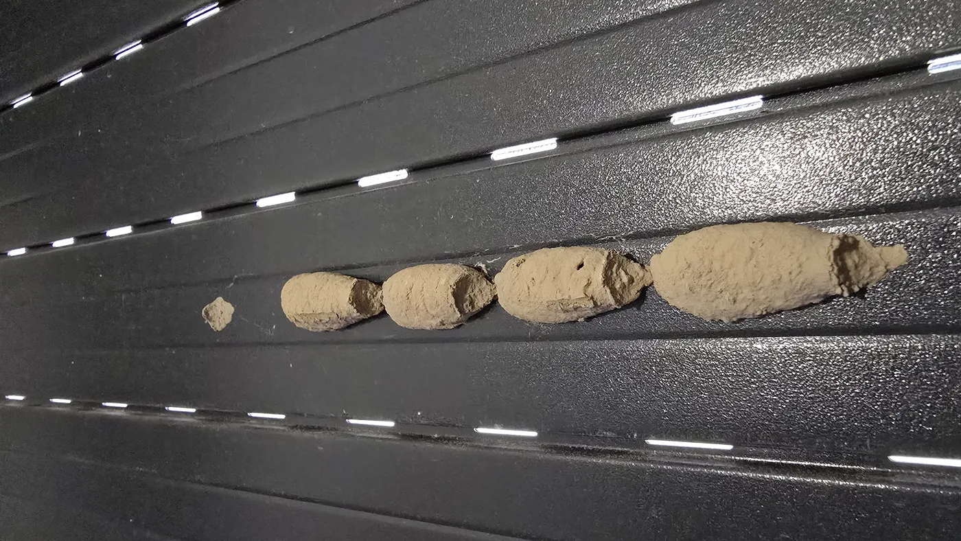 Cellules de terre d’un nid de guêpe maçonne alignées dans une rainure de volet roulant